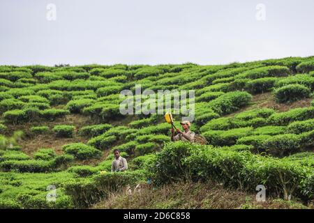 Les travailleurs de la plantation planent des feuilles de thé dans une plantation de thé en Malaisie, en utilisant des pinces coupantes au lieu de la méthode traditionnelle de cueillette des feuilles à la main. Banque D'Images