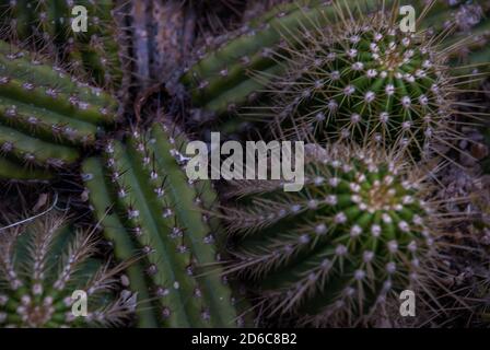 Vue rapprochée des groupes de morcettes de tichocereus huascha cactus, également appelé echinopsis, de la famille des cactaceae. Chiots avec côtes. Nombreux jaunes de couleur a Banque D'Images