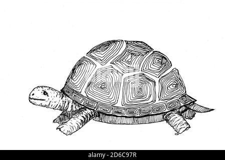 Croquis de tortue pour livre de coloriage dessiné avec un stylo noir. Illustration de dessin FreeHand. Animal terrestre. Tracé à la main isolé sur fond blanc. Copier l'espace. Banque D'Images