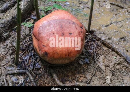 Bourgeon du Rafflesia kerrii de la famille rafflesia, la plus grande fleur du monde qui est sur le point de fleurir. Banque D'Images