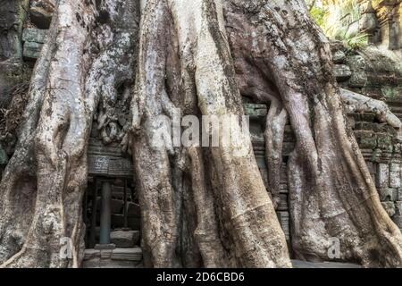 Racines banyan Tree temple Ta Prohm ruines du parc archéologique d'Angkor Wat. Ancienne civilisation khmère d'Angkor près de Siem Reap, jungle au Cambodge. Banque D'Images