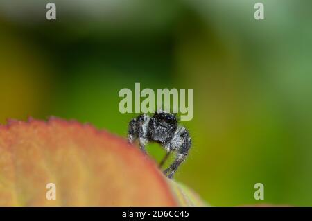 portrait d'une petite araignée sauteuse regardant à l'appareil photo debout sur une feuille de rose avec fond vert . Banque D'Images