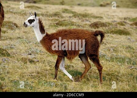 LLAMA lama glama, adulte marcher dans l'herbe sèche, de l'ÉQUATEUR Banque D'Images