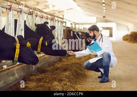 Vétérinaire de bétail sérieux avec le presse-papiers en main vérifiant sur les vaches sur la ferme laitière Banque D'Images