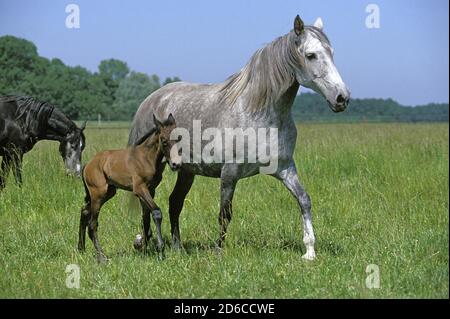 Cheval LUSITANIEN Jument et poulain, marchant à travers PRAIRIE Banque D'Images