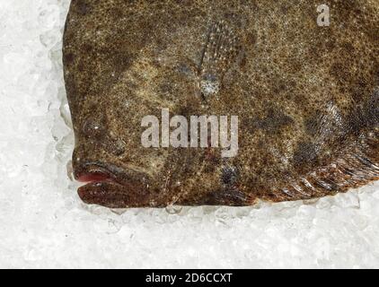 TURBOT Scophthalmus maximus FRAIS SUR LA GLACE Banque D'Images