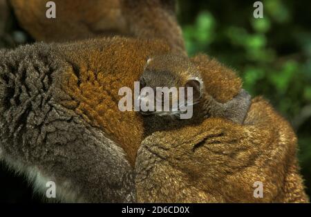 LÉMURE BRUN À FRONCES BLANCHES eulemur fulvus albifrons, FEMELLE TRANSPORTANT DES JEUNES Banque D'Images