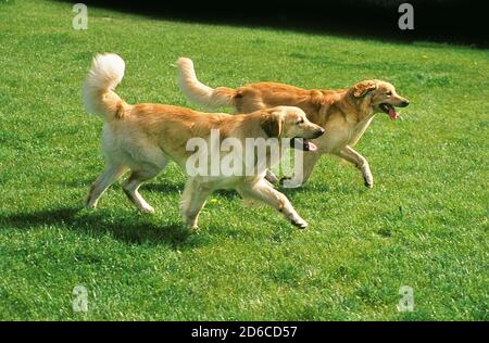 Chien HOVAWART, ADULTES RUNNING ON GRASS Banque D'Images