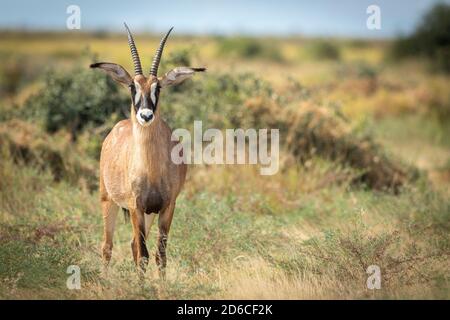 Antilope Roan en alerte dans la brousse en regardant vers l'avant Savuti en plein soleil de l'après-midi au Botswana Banque D'Images