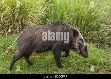 Un cochon de brousse adulte marchant dans une herbe verte qui regarde en alerte Cratère de Ngorongoro en Tanzanie Banque D'Images