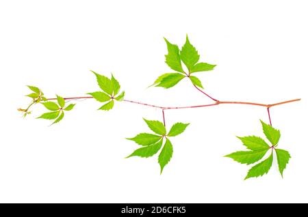 Branche parthénocissus avec feuilles vertes isolées sur fond blanc. Studio photo Banque D'Images