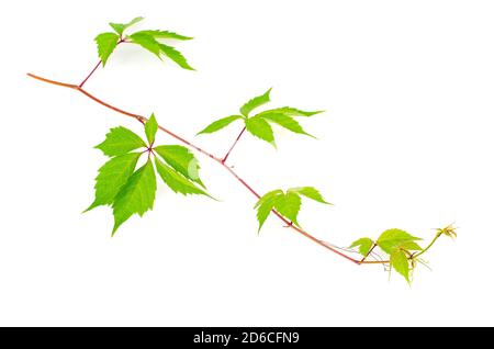 Branche parthénocissus avec feuilles vertes isolées sur fond blanc. Studio photo Banque D'Images