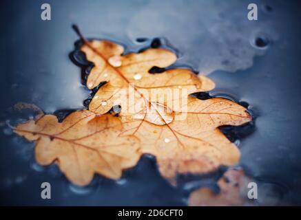 Sur la surface de la flaque sombre se trouvent des feuilles de chêne sèches, sur lesquelles l'eau tombe après la pluie. Automne pluvieux. Banque D'Images