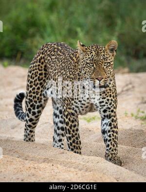 Portrait vertical d'un léopard mâle marchant dans un lit de rivière sablonneux Dans le parc Kruger avec buisson vert en arrière-plan dans Afrique du Sud Banque D'Images