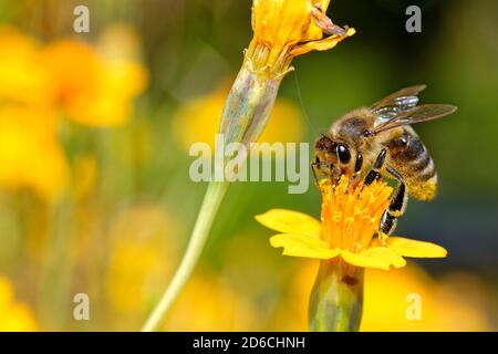 Photo en gros plan de l'abeille collectant des fleurs nectar, macro image Banque D'Images