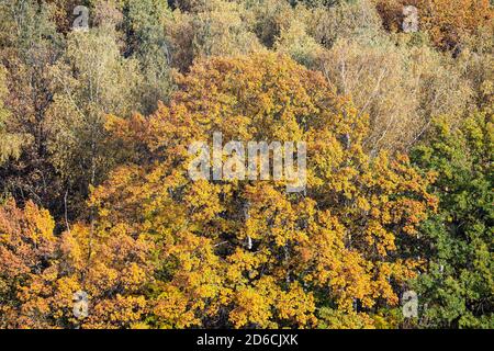 au-dessus de la vue sur un grand chêne avec une végétation jaune luxuriante en forêt le jour d'automne ensoleillé Banque D'Images