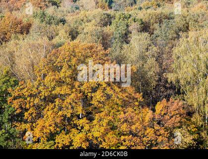 vue sur un grand chêne avec une végétation jaune luxuriante en automne forêt à feuilles caduques le jour ensoleillé Banque D'Images