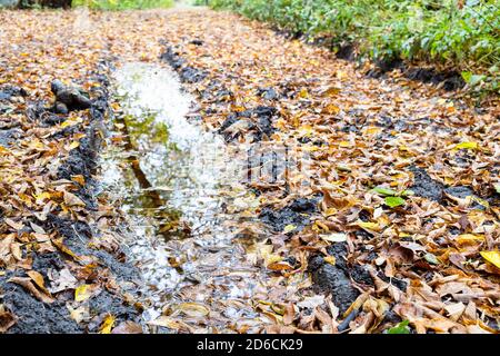flaque de pluie dans l'ornière profonde sur route sale en gros plan couvert de feuilles mortes humides dans le parc de la ville à l'automne jour Banque D'Images
