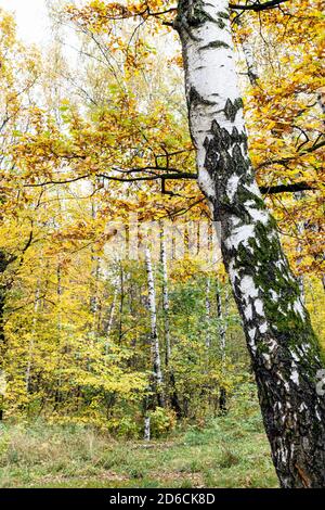 tronc blanc de vieux bouleau et forêt colorée sur backgroun dans le parc de la ville le jour de l'automne (accent sur le bouleau au premier plan) Banque D'Images