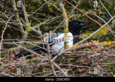 Vue latérale d'un oiseau magpie eurasien (Pica pica) perché au fond d'un arbre en automne à West Sussex, Angleterre, Royaume-Uni. Banque D'Images
