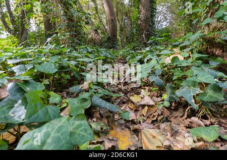 Ivy anglaise (Ivy commune, Hedera Helix) sur le sol avec un chemin à travers lui, dans un jardin sauvage en automne (automne) au Royaume-Uni. Banque D'Images