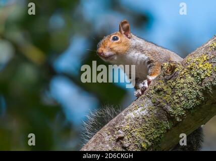 Écureuil gris de l'est (Sciurus carolinensis) sur une branche d'arbre en automne en Angleterre, au Royaume-Uni. Banque D'Images