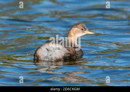 Little Grebe (Tachybaptus ruficollis), AKA Dabchick, nageant dans l'eau dans un parc lac en automne à West Sussex, Angleterre, Royaume-Uni. Banque D'Images