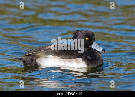 Vue latérale du canard touffeté mâle (Aythya fuligula) nageant dans l'eau dans un lac du parc en automne à West Sussex, Angleterre, Royaume-Uni. Banque D'Images