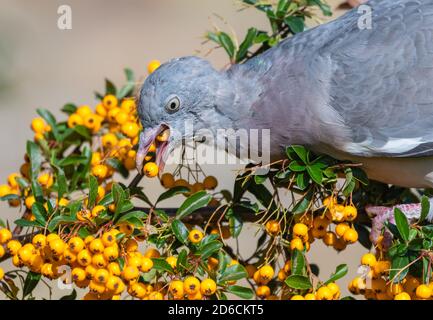 Pigeon féral (Columba livia domestica) manger des baies d'orange d'un arbuste de feu (Pyracantha) en automne à West Sussex, Angleterre, Royaume-Uni. Banque D'Images