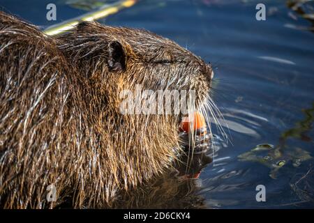 Nutria ou coypu (Myocastor coypus) nibbles sur un frigo tout en étant assis dans un étang Banque D'Images