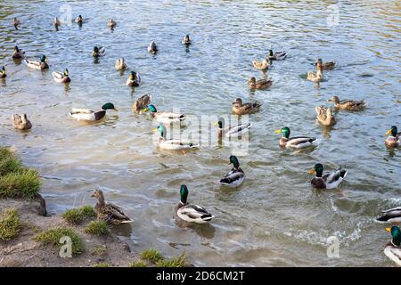 les canards nagent et se nourrissent près de la côte de l'étang dans la ville parc le jour de l'automne Banque D'Images