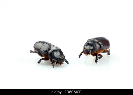 Gros plan d'un coléoptère de rhinocéros séparé sur un fond blanc. Femelle et mâle du coléoptère européen des rhinocéros (Oryctes nasicornis) Banque D'Images