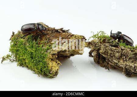 Gros plan d'une paire de dendroctone du rhinocéros sur du bois surcultivé avec de la mousse séparée sur un fond blanc. Femelle et mâle du dendroctone européen du rhinocéros Banque D'Images