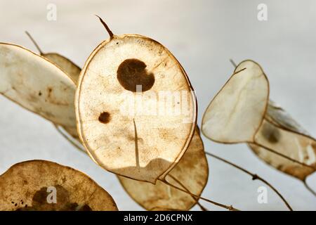 Gros plan des gousses de graines sèches de la lunaria avec des graines visibles. Lunaria annua, communément appelé argent dollar, dollar plante, moonet, honnêteté. Banque D'Images