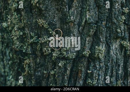 Photographie de mariage. Les anneaux de mariage en gros plan reposent sur l'écorce d'un arbre. Banque D'Images