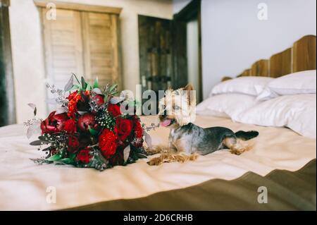 Le chien du Yorkshire Terrier se trouve sur un lit dans la chambre à coucher, près d'un beau bouquet de fleurs rouges. Banque D'Images