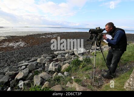 Andrew Upton, directeur de la campagne du National Trust pour East Down, sur les rives de Strangford Lough à Newtownards, en Irlande du Nord, alors que le National Trust effectue son dénombrement annuel de la population canadienne de Bernaches cravants. Entre 20,000 et 30,000 oies arrivent sur le lough chaque année après avoir voyagé du Canada. Banque D'Images