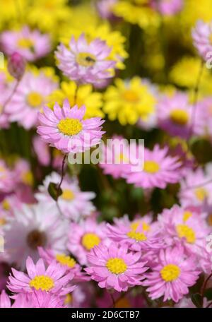 Rose Rhodanthe manglesii pâquerettes persistantes parmi les Everlastings jaunes, Schoenia filifolia, famille des Asteraceae. Également connu sous le nom de pâquerettes en papier et s. Banque D'Images