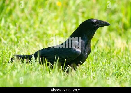 Corbeau de charrion, Corvus corone, adulte au sol. Banque D'Images