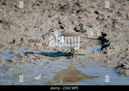 Ponceuse commune, Actitis hypoleucos, fourrager dans les eaux peu profondes des milieux humides. Banque D'Images