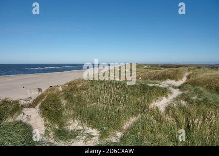 Dune côtière entre Skagen et Hals dans la région du Jutland-Nord Au Danemark Banque D'Images