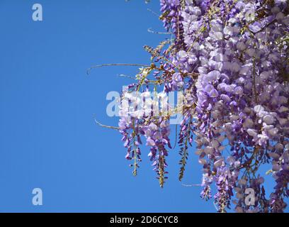 Fleurs violets wisteria sur ciel bleu. Banque D'Images