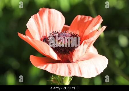 Fleur de pavot rouge orientale poussant dans le jardin. Banque D'Images