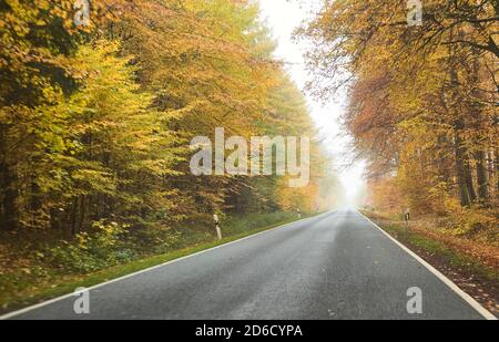 Route forestière en automne vide Banque D'Images