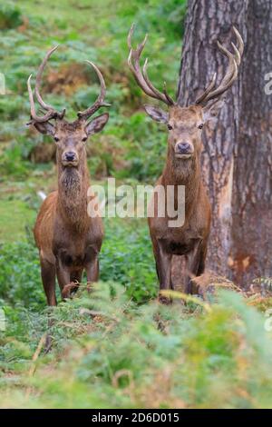 Haltern, NRW, Allemagne. 16 octobre 2020. Deux jeunes cerfs rouges (Cervus elaphus) regardent curieusement la caméra. Le cerf de Sika, le cerf de Virginie et le cerf rouge de la réserve naturelle de Granat affichent tous un comportement de ruleurs saisonnier sous le soleil d'octobre, rivalisant pour attirer l'attention des femelles dans leur troupeau. Les cerfs vivent dans un cadre semi-sauvage dans les prairies et les forêts. Credit: Imagetraceur/Alamy Live News Banque D'Images