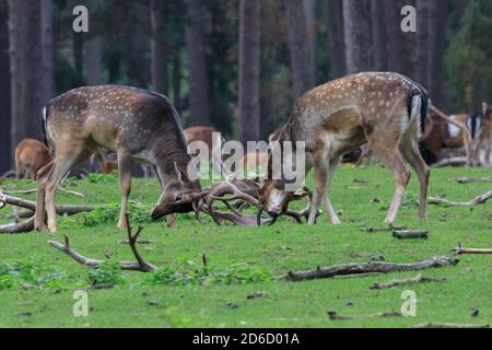 Haltern, NRW, Allemagne. 16 octobre 2020. Deux mâles (flow Deer Bucks) se battent. Le cerf de Sika, le cerf de Virginie et le cerf rouge de la réserve naturelle de Granat affichent tous un comportement de ruleurs saisonnier sous le soleil d'octobre, rivalisant pour attirer l'attention des femelles dans leur troupeau. Les cerfs vivent dans un cadre semi-sauvage dans les prairies et les forêts. Credit: Imagetraceur/Alamy Live News Banque D'Images