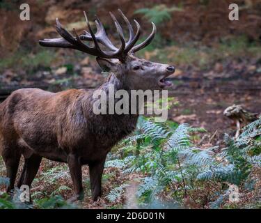 Haltern, NRW, Allemagne. 16 octobre 2020. Un soufflet de cerf rouge. Le cerf de Sika, le cerf de Virginie et le cerf rouge de la réserve naturelle de Granat affichent tous un comportement de ruleurs saisonnier sous le soleil d'octobre, rivalisant pour attirer l'attention des femelles dans leur troupeau. Les cerfs vivent dans un cadre semi-sauvage dans les prairies et les forêts. Credit: Imagetraceur/Alamy Live News Banque D'Images