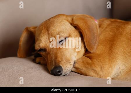 petit animal dachshund chiot couché et calme dans la couleur jaune et mixte Banque D'Images