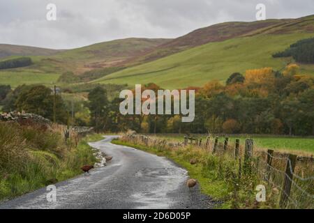 Faisans le long de la route avec les couleurs d'automne dans les frontières écossaises. Banque D'Images