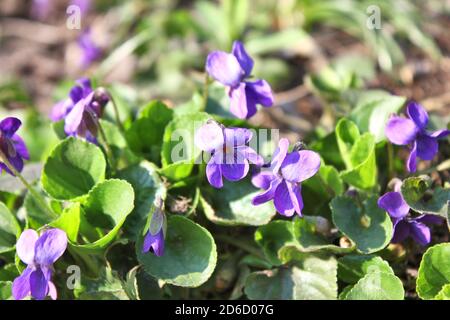 Gros plan de fleurs violettes de printemps Viola odorata poussant dans le jardin, Banque D'Images